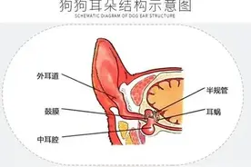 不得耳螨的秘密，狗狗耳朵护理小窍门图片