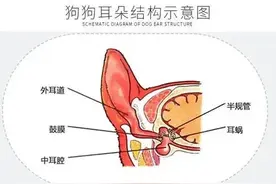 不得耳螨的秘密，狗狗耳朵护理小窍门图片