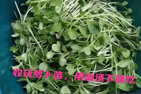 自己动手种萝卜苗吧图片