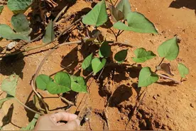 扦插红薯藤，叶子枯落后还能成活？藤耐旱，注意覆土浇水等就可以图片