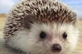 爱可可老师24小时热门分享(2020.5.19)图片