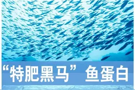 鱼蛋白：引爆特肥圈的大黑马！增产成效惊人！“钱”景一片大好图片