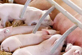 母猪生产的全是白仔？产仔时这四类情况需多注意图片