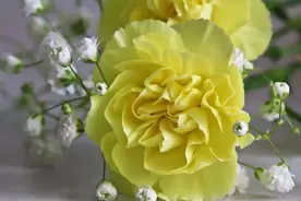 康乃馨花艳寓意美，学会扦插繁殖的方法，母亲节不用再买花图片