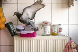 疫情无情人有情：鸽子与摄影师故事图片