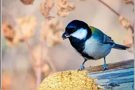 蓝大胆，一种具有国际主义精神的鸟图片