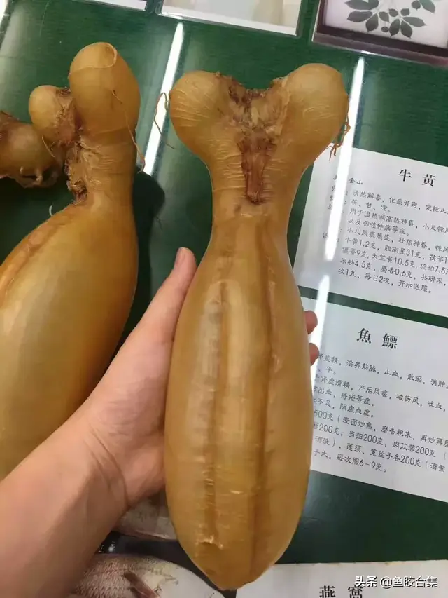 蜘蛛胶治咳嗽的功效 2026年蜘蛛胶可以治咳嗽吗