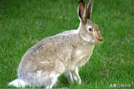 农村植被茂密了，曾经随处可见的野兔越来越少了，到底是什么原因图片