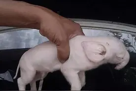 猪生象是真的？母猪生的猪崽鼻子长在额头上，6厘米长才一个孔图片