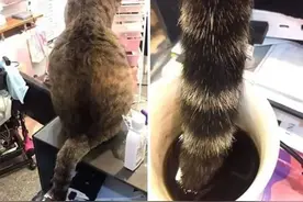一群猫咪捣蛋的照片，网友：心跳又有点快了图片