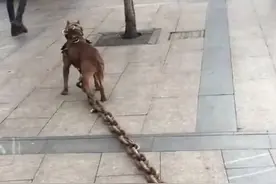 ​为防止咬人，狗狗被拴上百斤铁链，看清品种后网友：拴的好图片