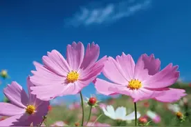 一个人真正成熟的表现：历圆滑而留天真图片