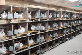河北省人民政府办公厅关于印发河北省种畜禽生产经营许可证审核发放管理办法的通知图片