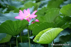 中考作文指导：王鼎钧《一朵花》例解图片