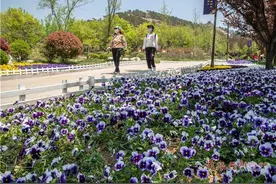 缤纷花海免费游！第三届青岛花卉博览会开幕图片