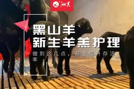 有效提高黑山羊羔存活率的措施图片
