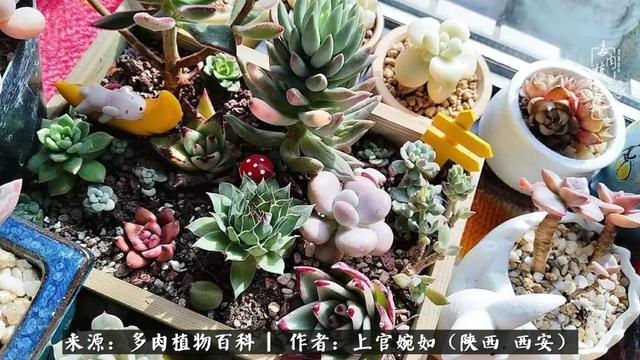 一入肉坑深似海之，我与多肉的不解之缘