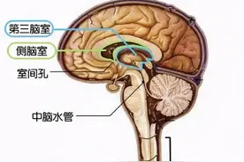 「高清解剖」脑室/脑池/脑膜图片