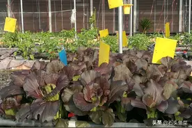 鱼菜共生正常运行必须遵守的八大准则图片