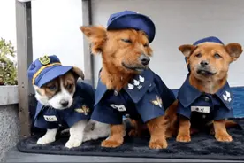 流浪狗被收编为警犬，结果它拖家带口来，都给安排个工作吧图片