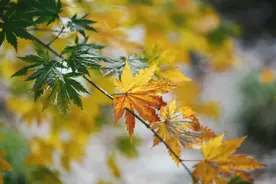 你真的了解汉字里的宝盖头吗？图片