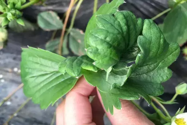 草莓缺素问题大，千万不可小看他，看看各元素的作用吧