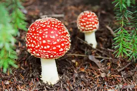 这些梦幻蘑菇，99%你从未见过图片