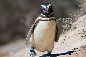 非洲也有企鹅？专家称非洲企鹅叫声像驴，将在14年后功能性灭绝图片