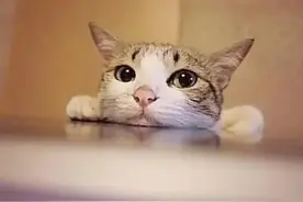 为啥猫猫那么可爱？？图片