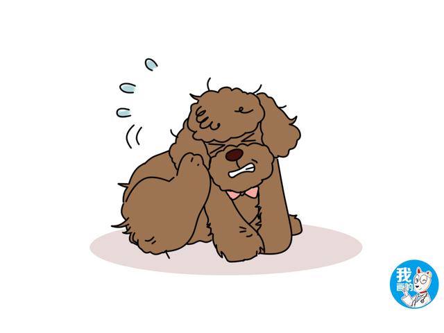 俗话说爱屋及乌,作为泰迪的近亲,为何巨贵却并不受欢迎?