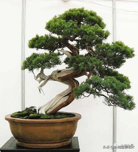 雪柏树价值多少钱一棵,珍藏级柏树盆景(60幅图) - 冷求网