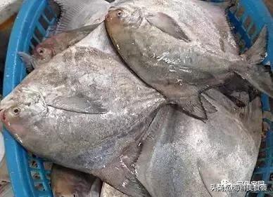 本港海鲜和外港区别 2026年本港海鲜和外港区别大吗