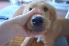 狗狗满眼是你，通常都会有这些小举动图片