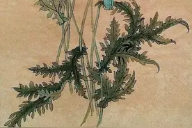 工笔画绘制示范例举（3组）图片