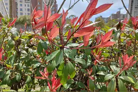 OPPO Find X3，三星S21，vivo S9相机浅谈图片