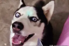 35只动物被吓到后的搞笑反应！乌龟跑得比兔子还快图片