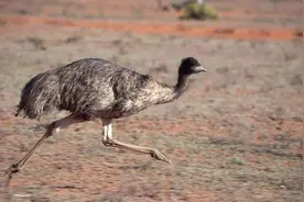 澳大利亚鸸鹋战争：鸸鹋啃光农作物，澳洲人对它毫无办法图片