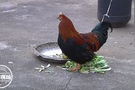 公鸡会下蛋？母鸡也打鸣？专家：鸡或出现“性反转”图片