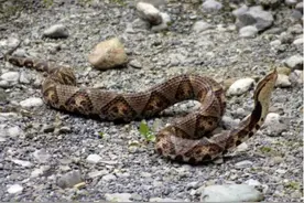 五步蛇有多可怕？都说宁愿被银环蛇咬，银环蛇咬人不痛苦吗？图片