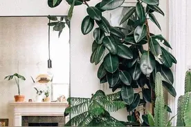 橡皮树有“三喜三怕”，顺着习性养，叶片巴掌大，养成盆景小老桩图片