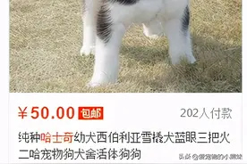 小伙花50网购哈士奇，到货一看觉得有问题，网友：这绝对是纯种图片