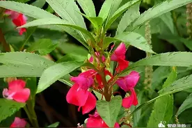 郭进拴｜指甲花图片