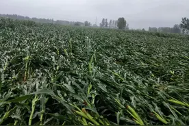 玉米倒伏的原因找到了，铁杆玉米品种根本不存在！图片