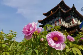 能否把牡丹确定为国花？全国人大代表连续4年提建议图片