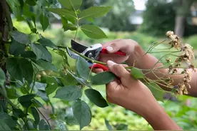 开完花让它自然凋谢，下次想再开花就难了，教你正确处理方法图片