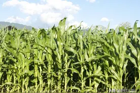 难以忘怀的往事（六）玉米地里的那些囧事？图片