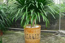 5种“丑花”，寓意却大，富贵又威武，再丑也要养一盆图片