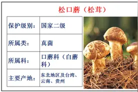 国家重点保护野生植物名录第3期，地球是我家，保护靠大家图片