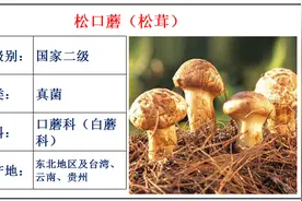 国家重点保护野生植物名录第3期，地球是我家，保护靠大家图片