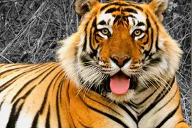 传奇虎王法塔赫：杀虎杀熊杀牛，兼具好看的皮囊，有趣的灵魂图片